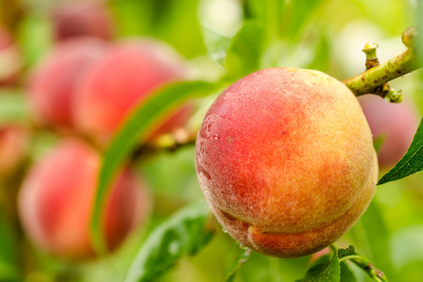 Peach