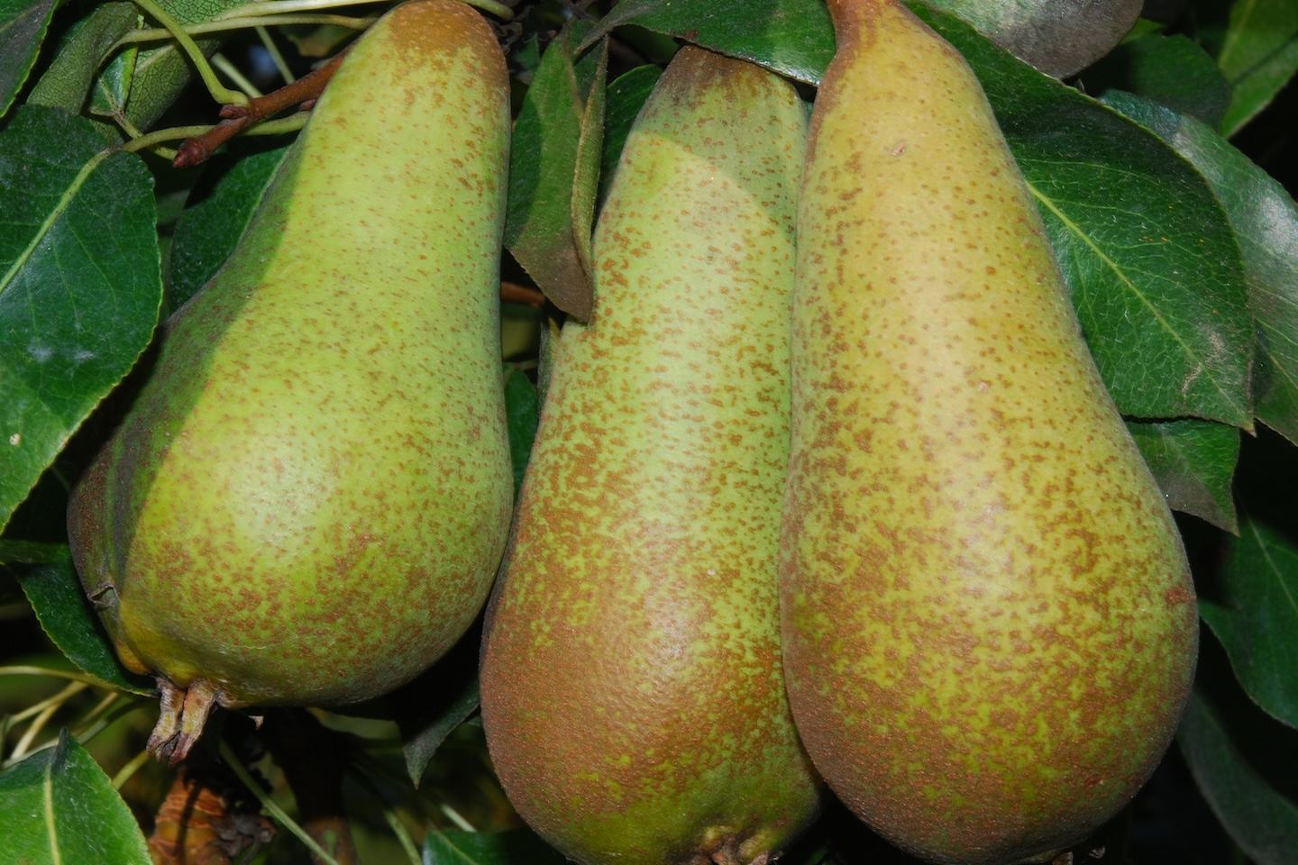 Pear