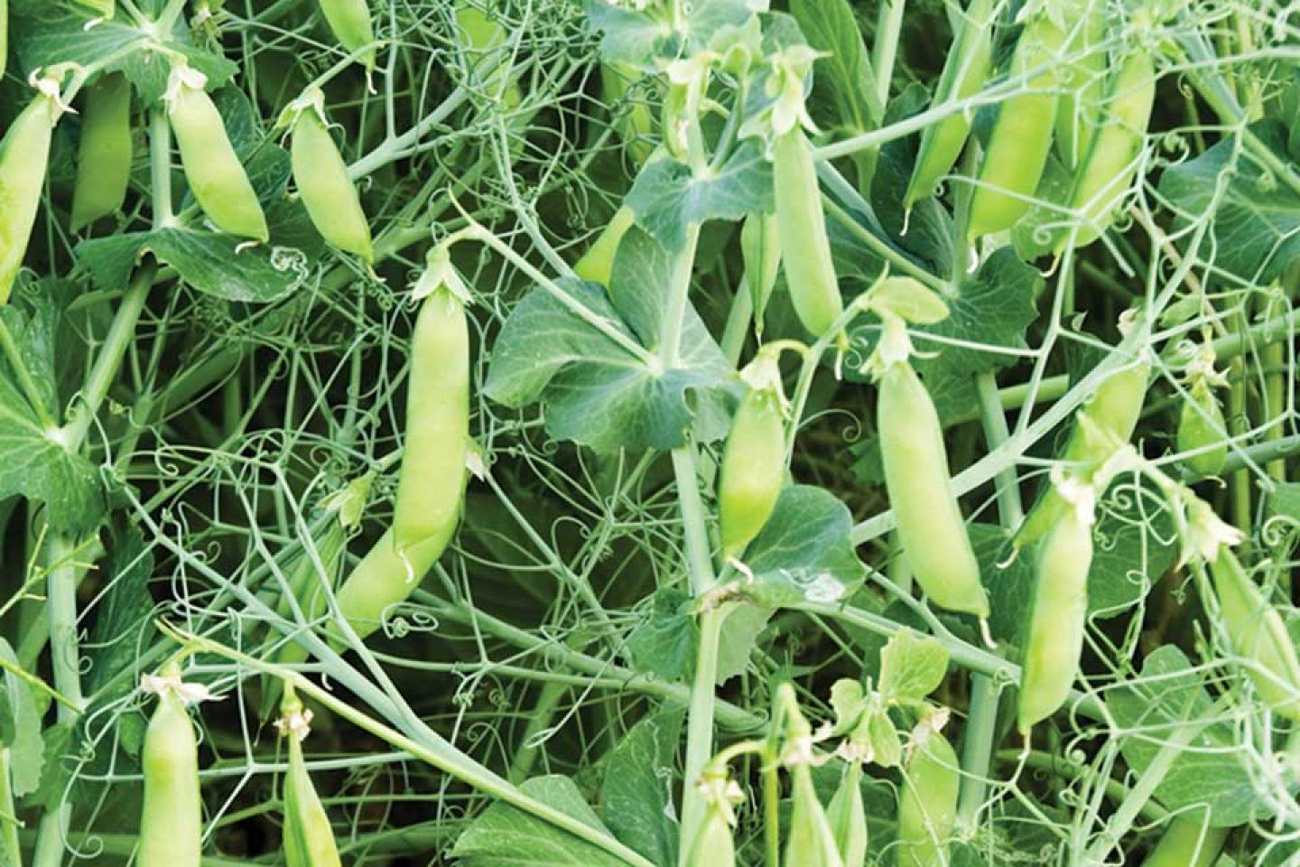 Peas