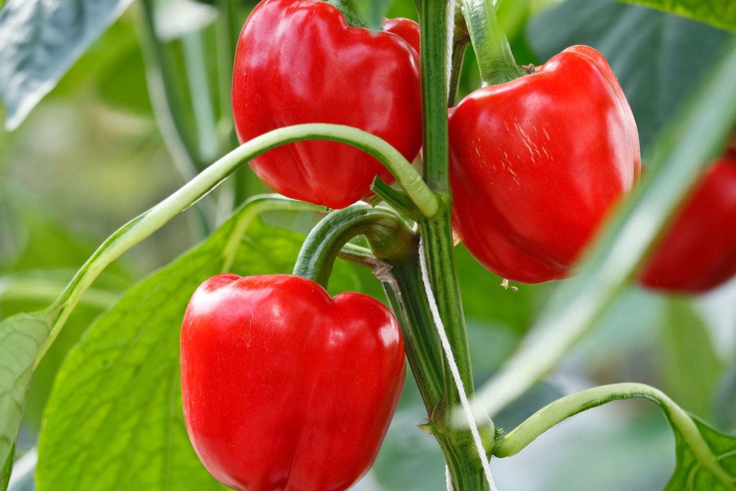 Pepper