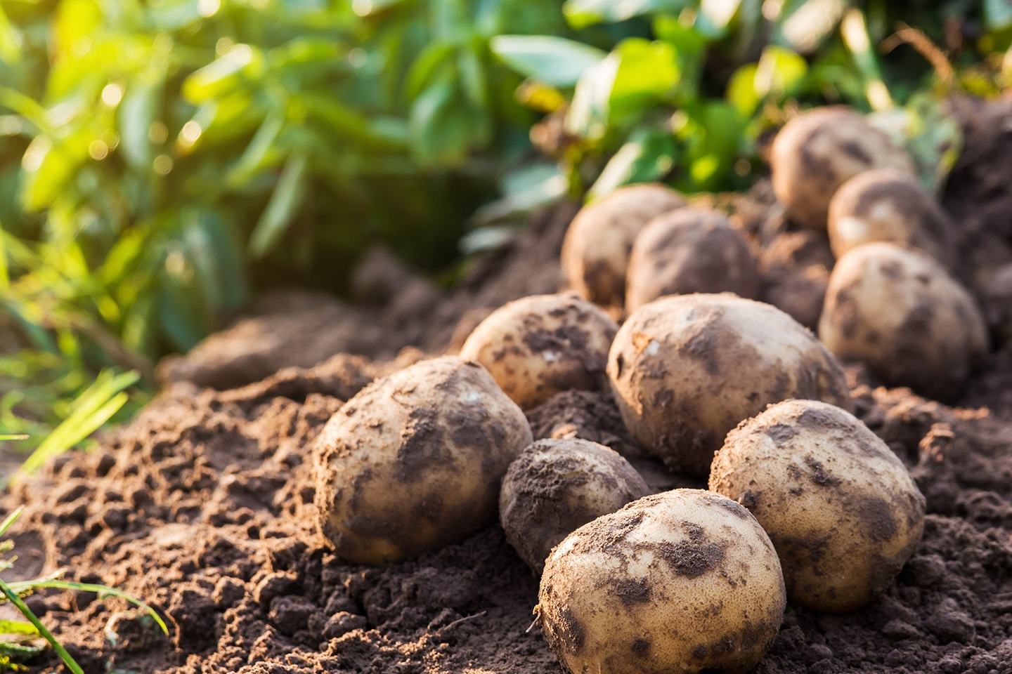 Potatoes