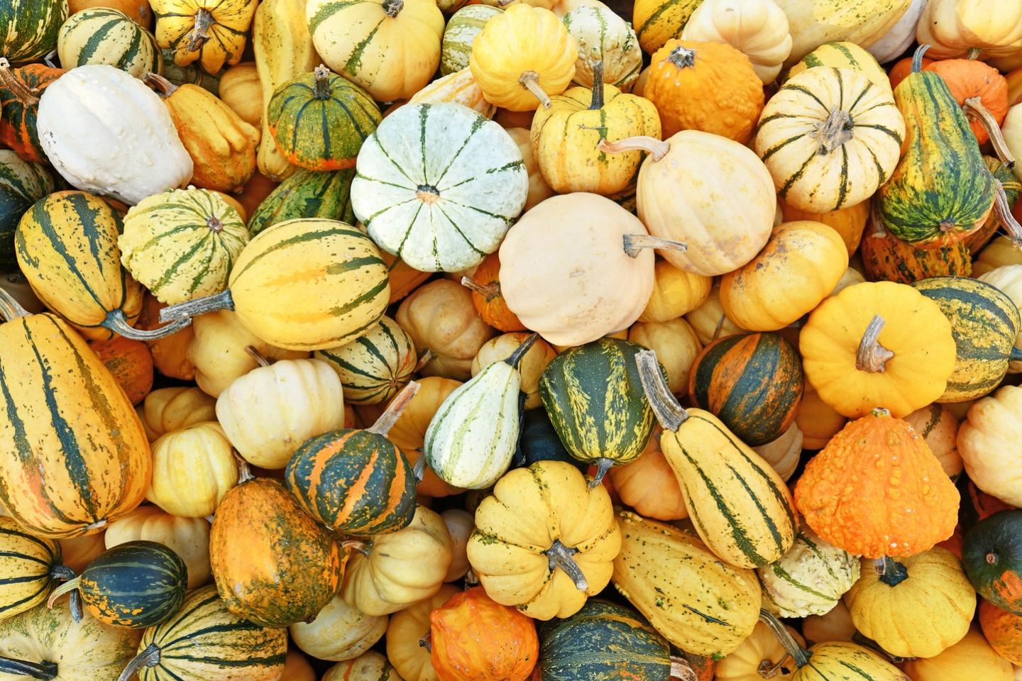 Pumpkin