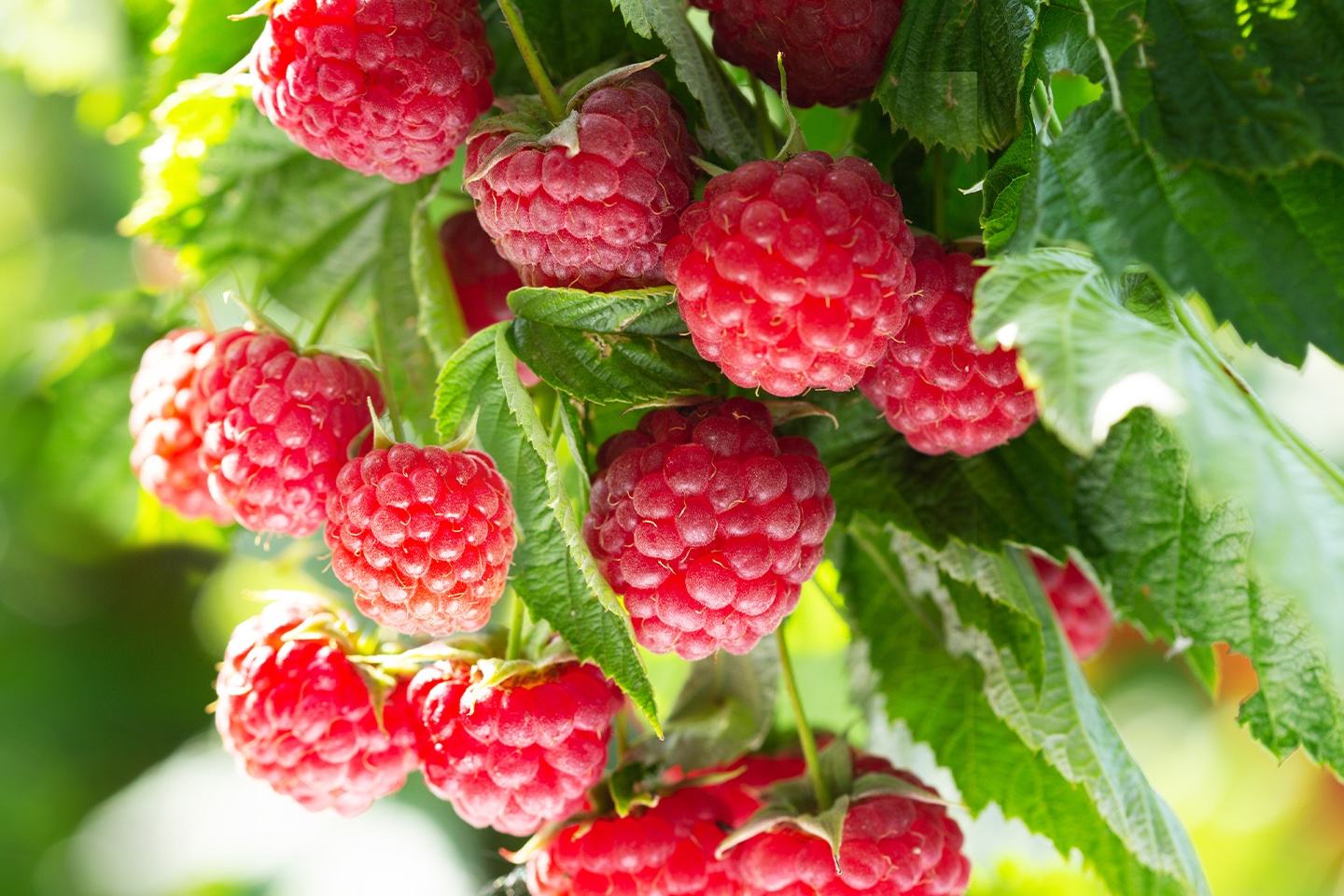 Raspberries