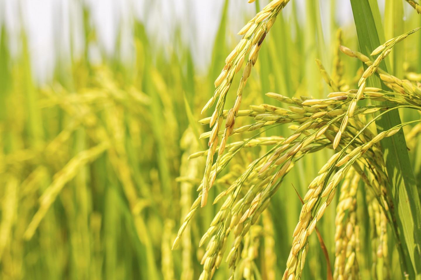 Rice