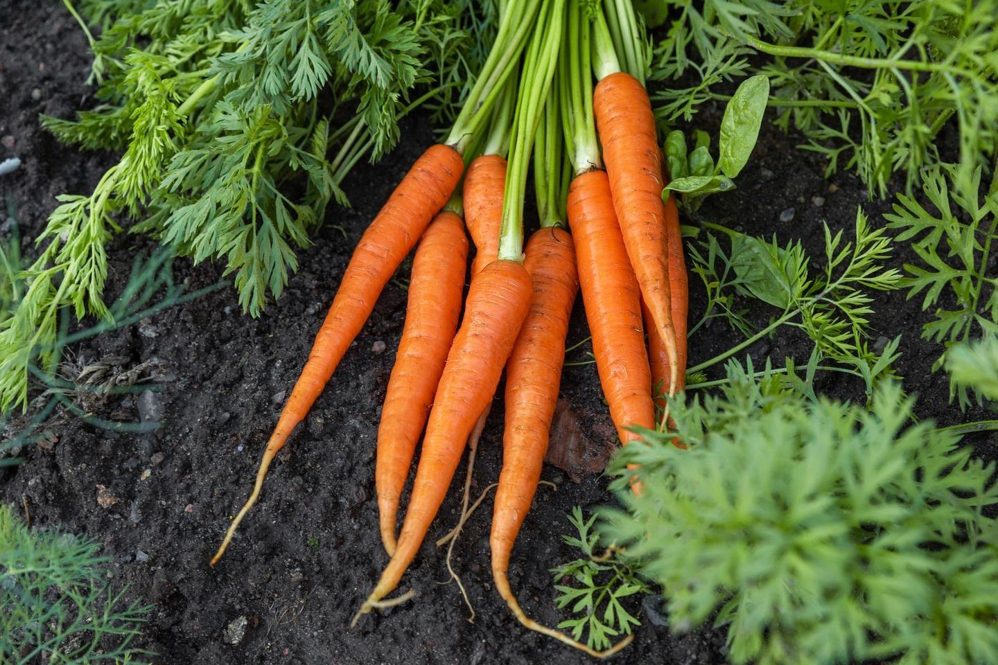Sugar beets