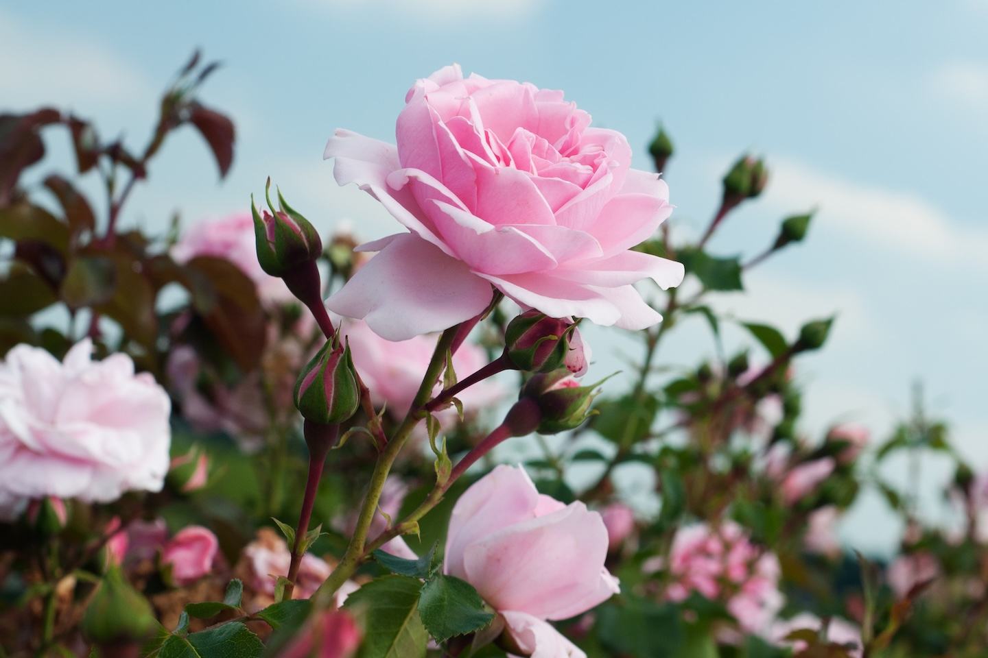 Roses