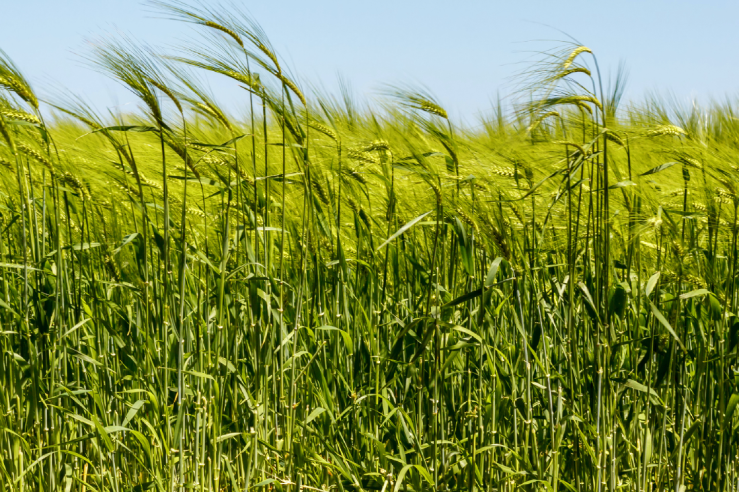 Rye