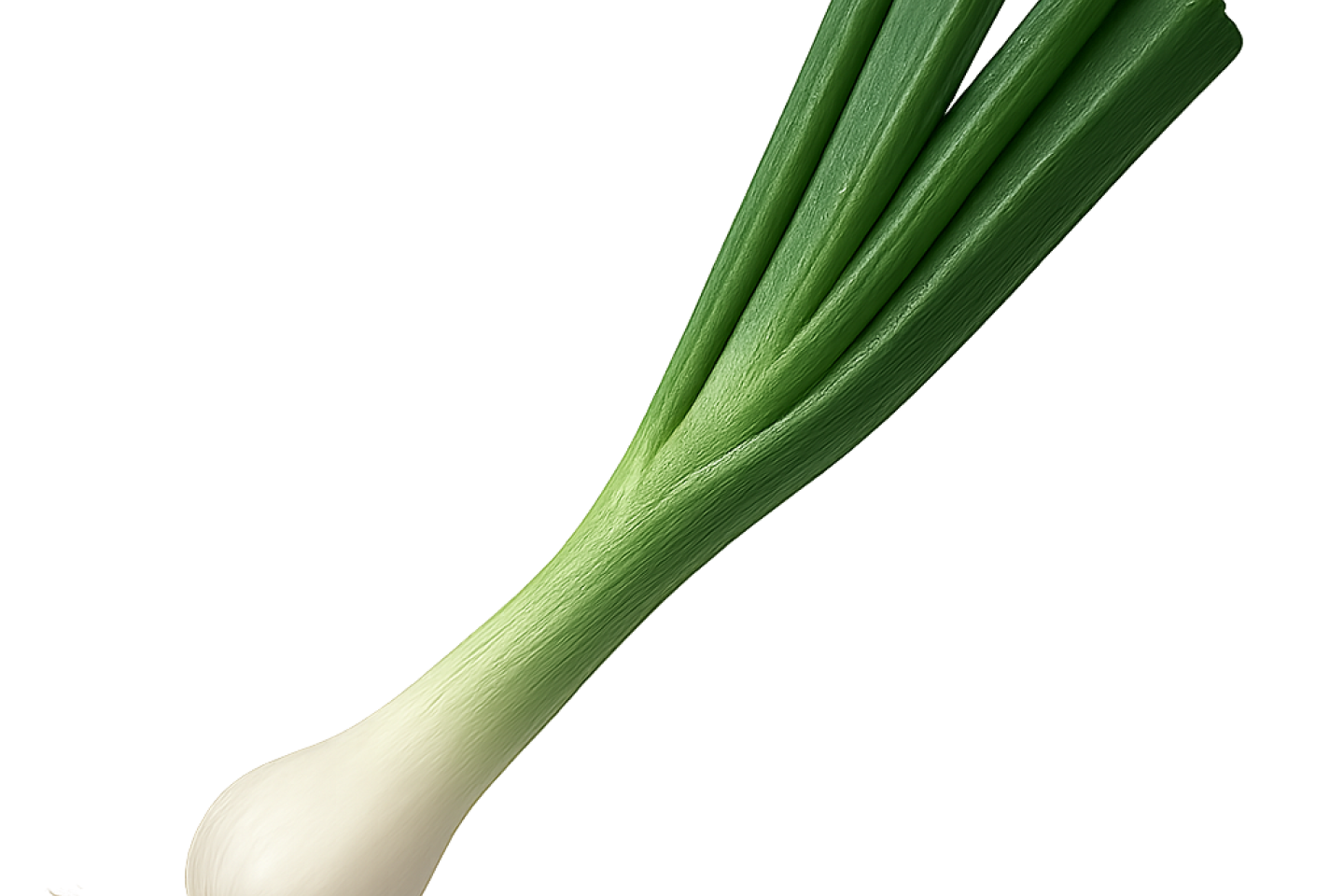 Onion