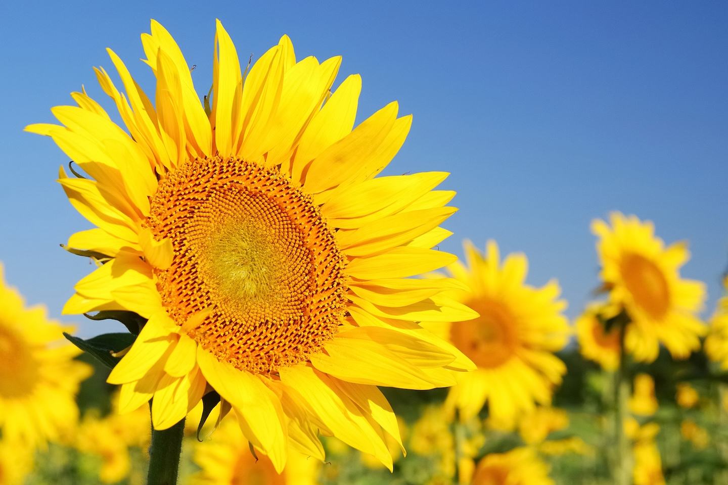 Sunflower (Express)