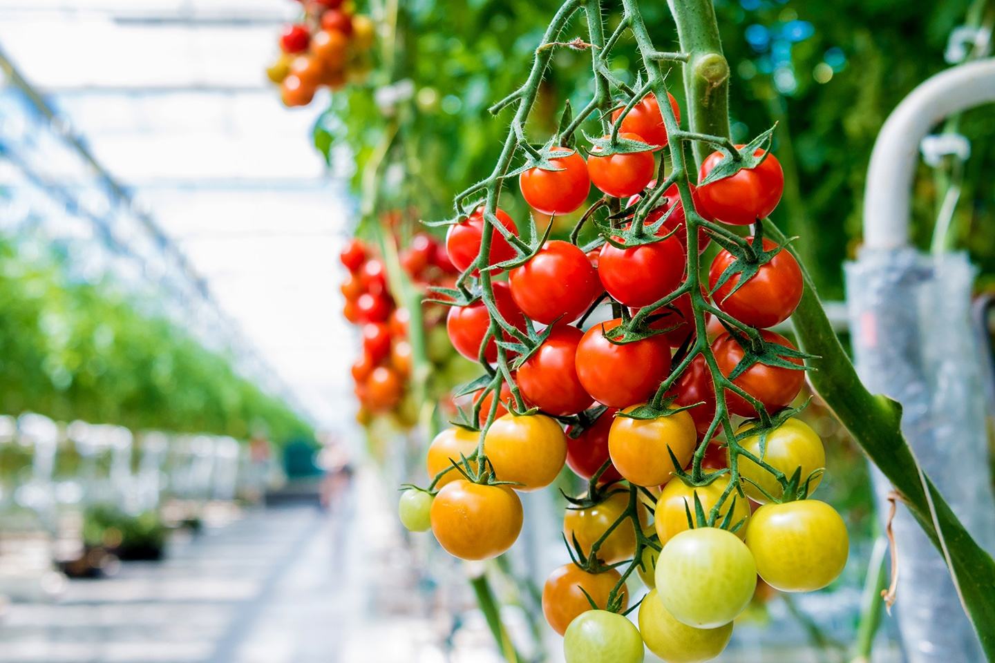 Tomato