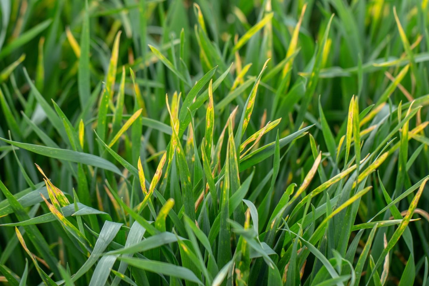 Triticale