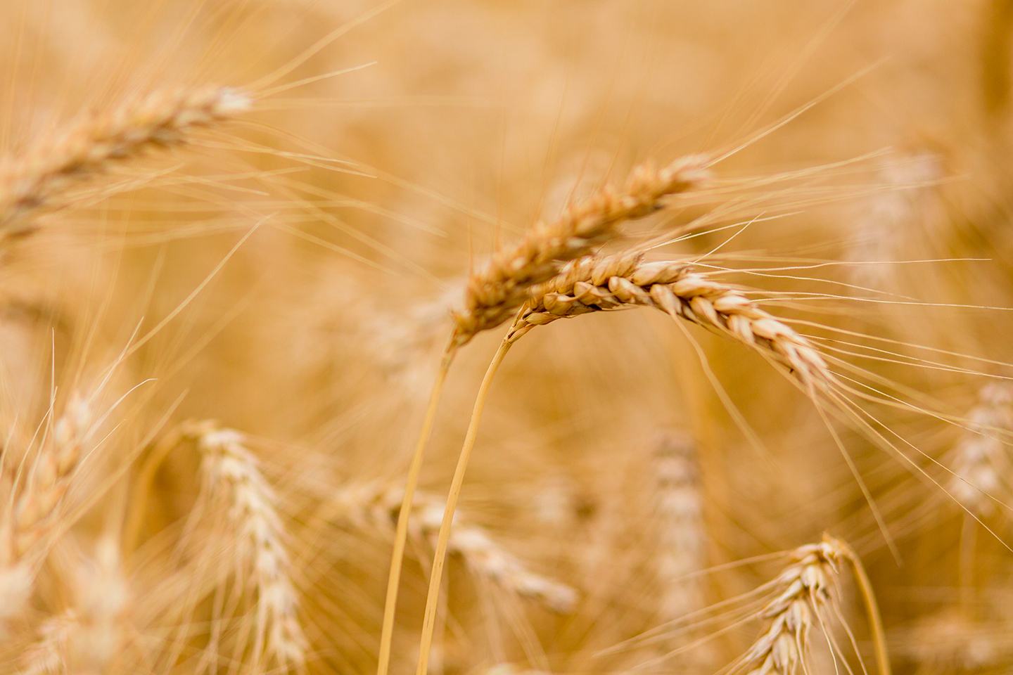 Wheat