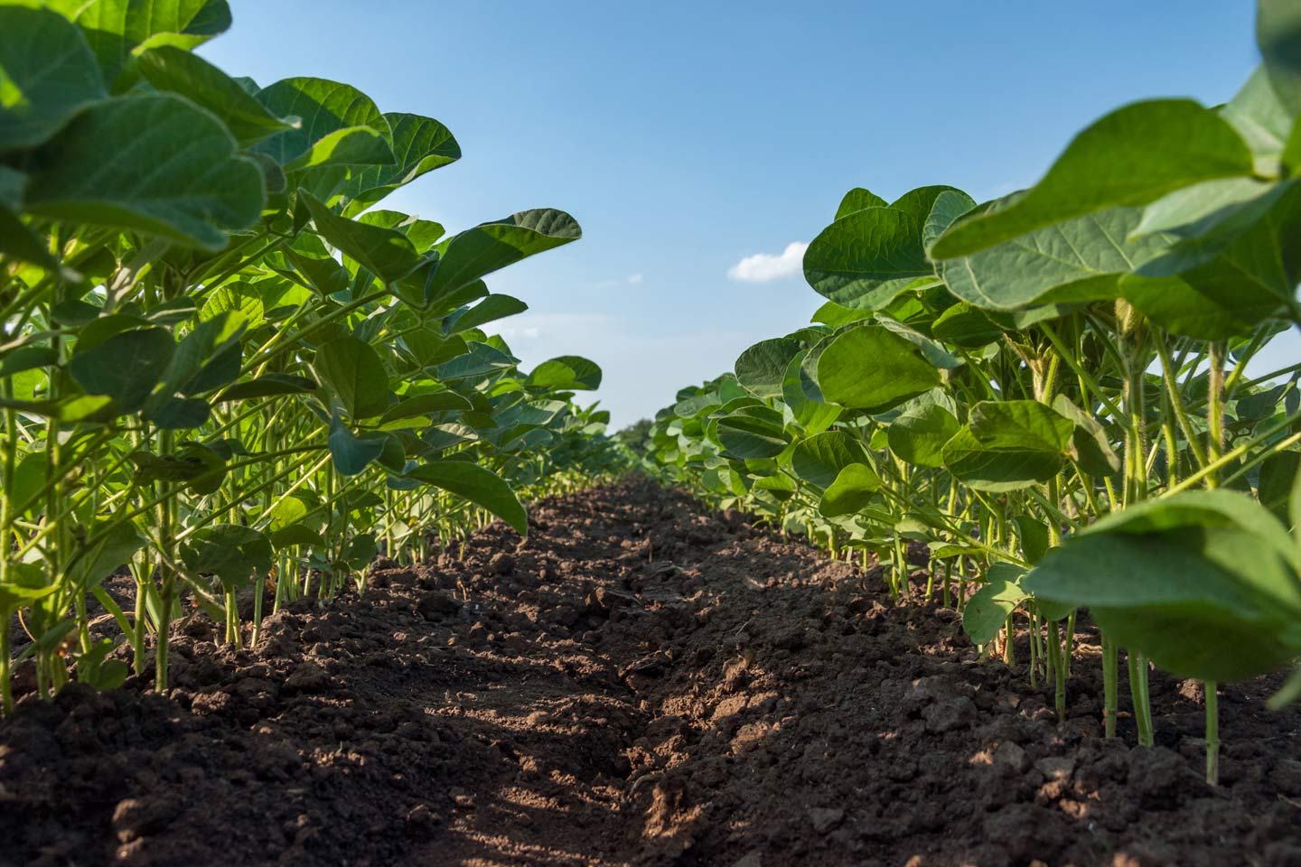Soybeans