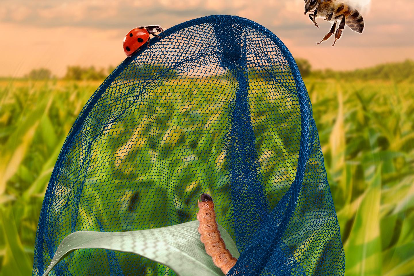 Кораген картка