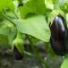 Eggplants