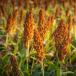 Sorghum