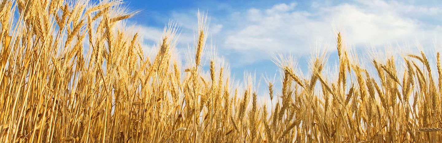 Wheat crop