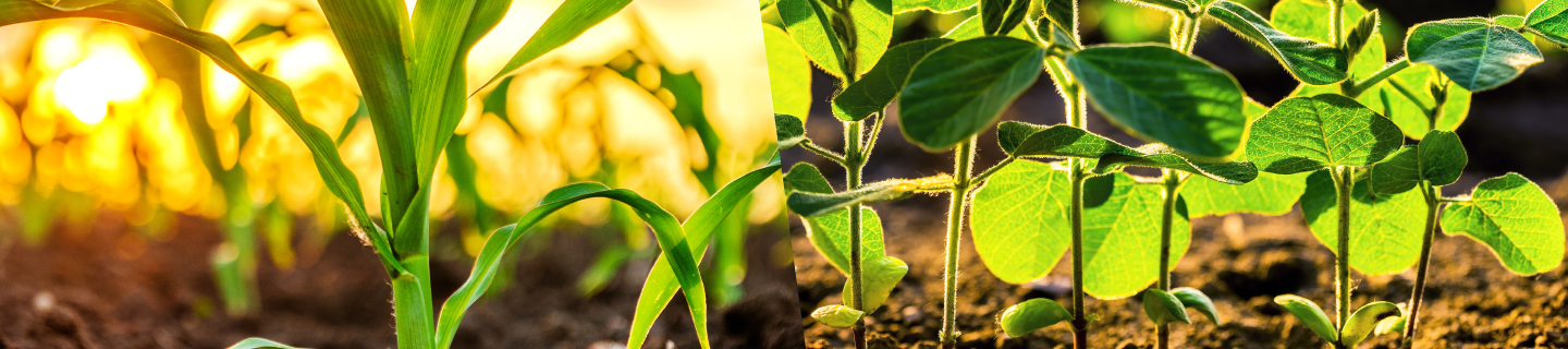 Corn and Soybeans