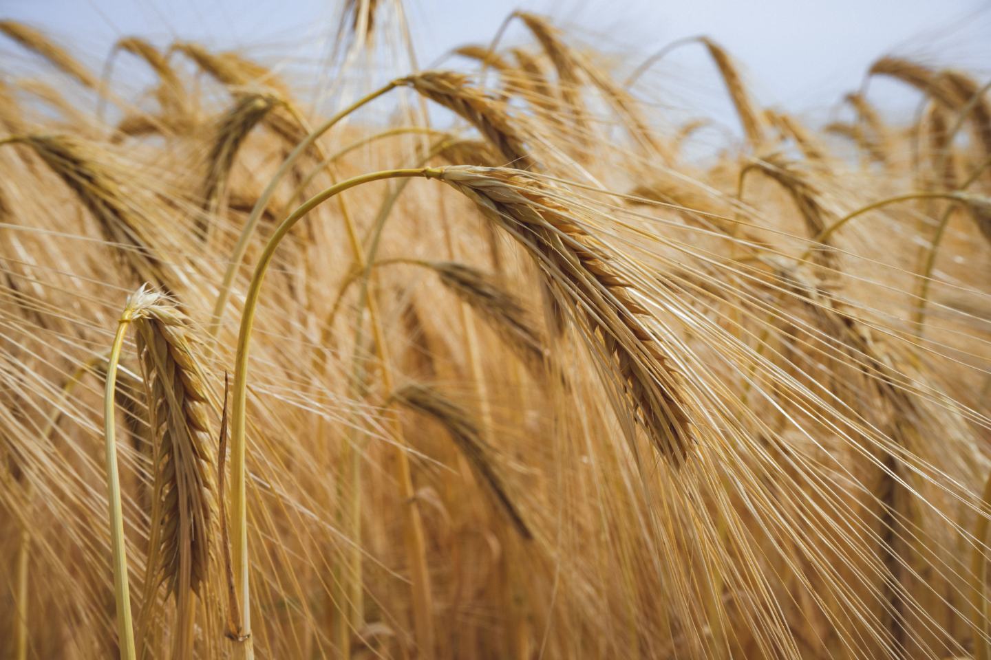 wheat