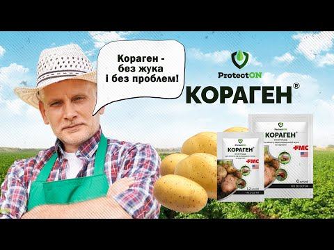 Кораген: засіб №1 від колорадського жука на картоплі