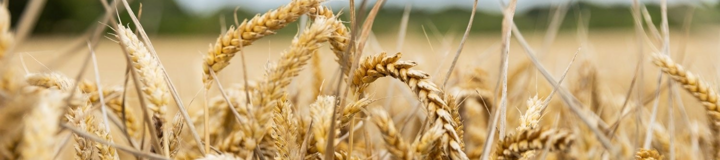 wheat sheafs