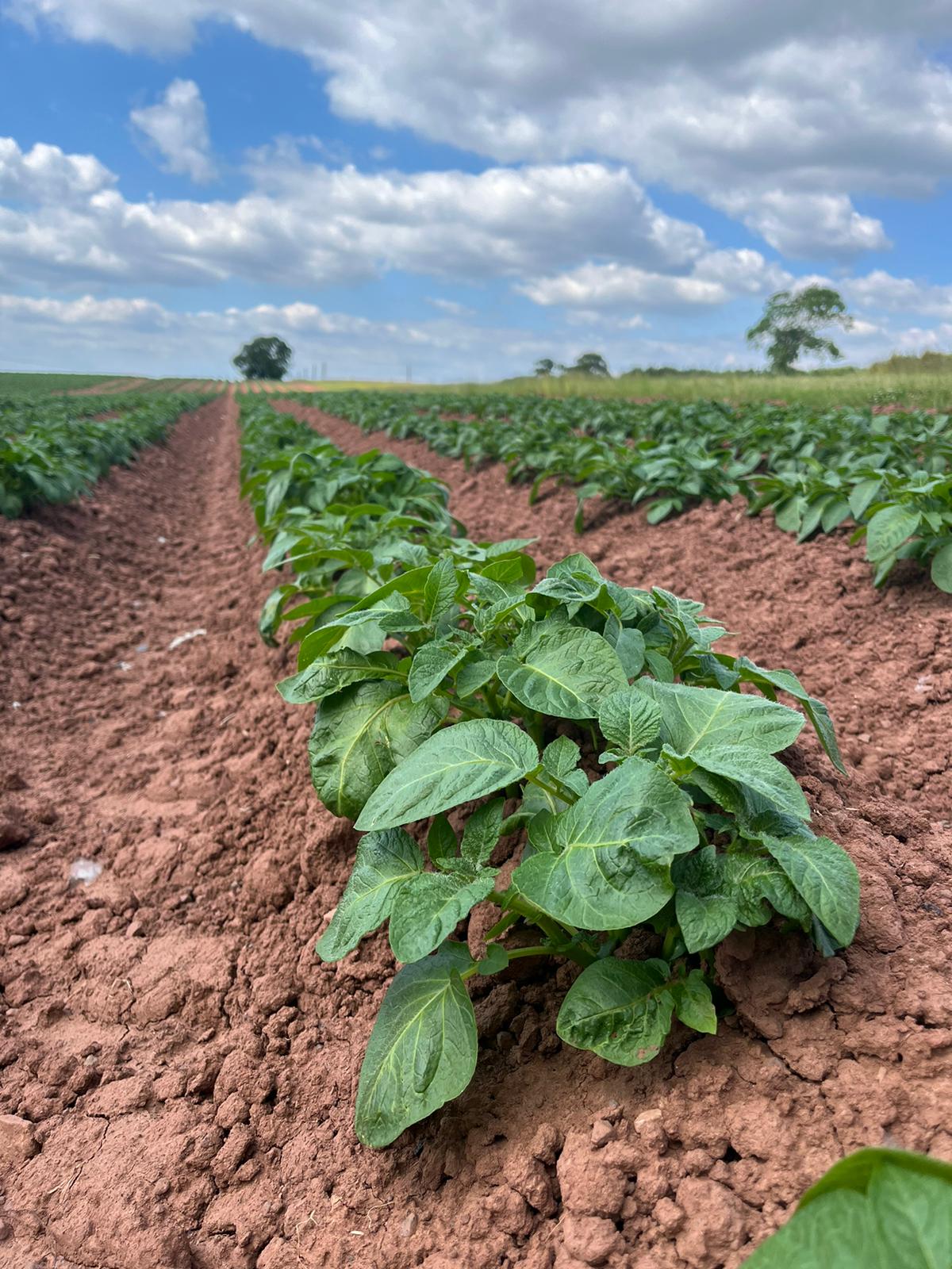 Challenging Planting Conditions for Potato Growers | FMC UK