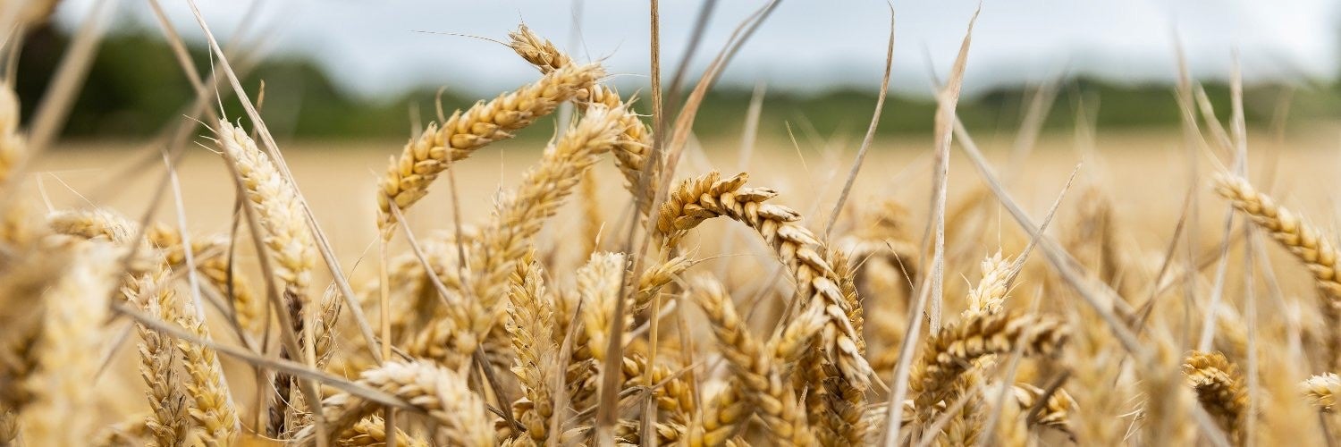 wheat sheafs