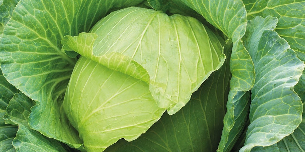 Cabbage hero