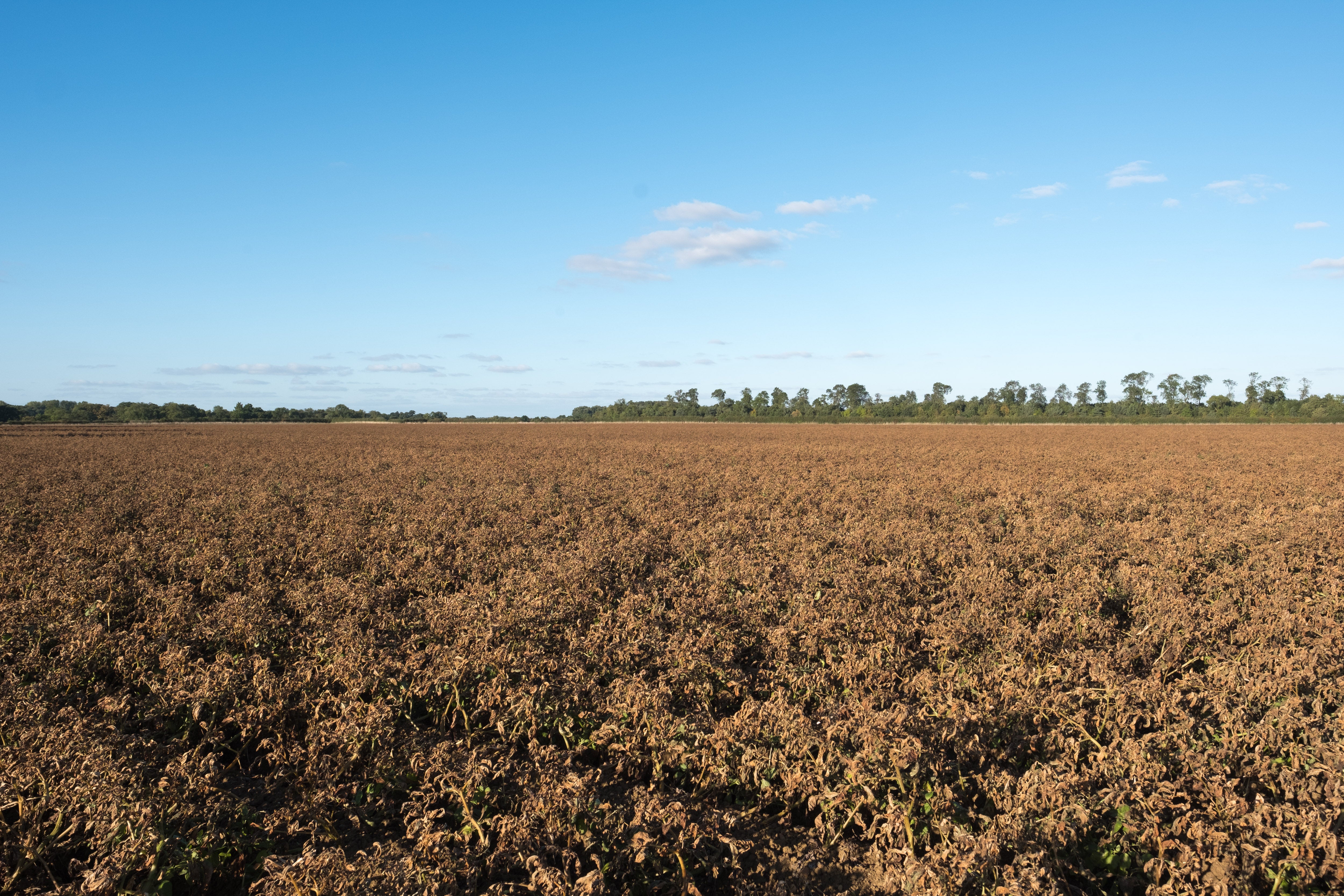 Dessicated potato field