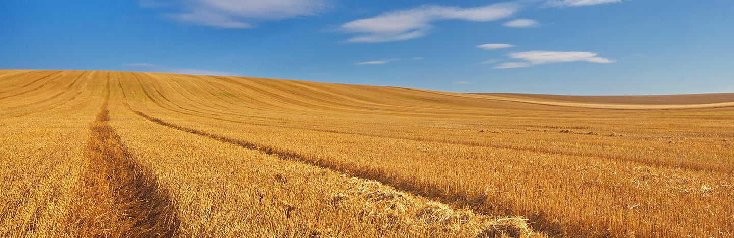 wheat
