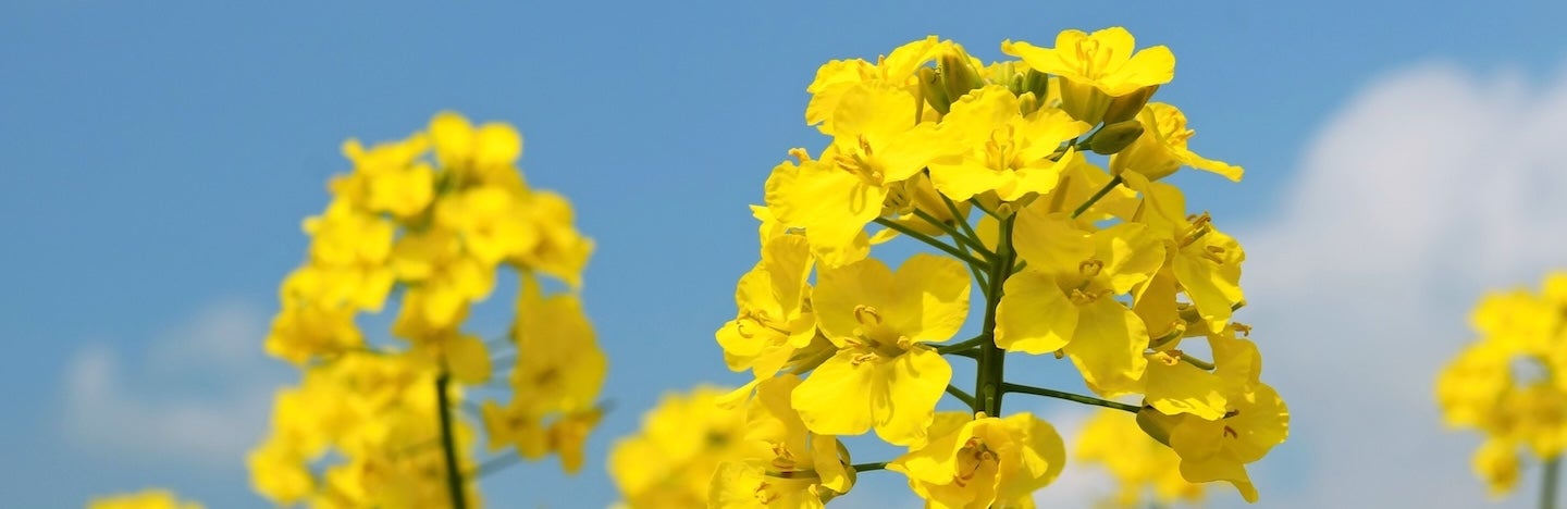 oilseed rape