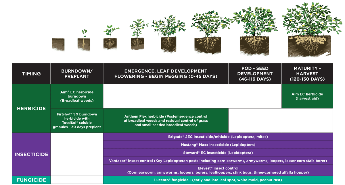 Peanut phenology chart