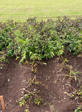 Desiccation Plot