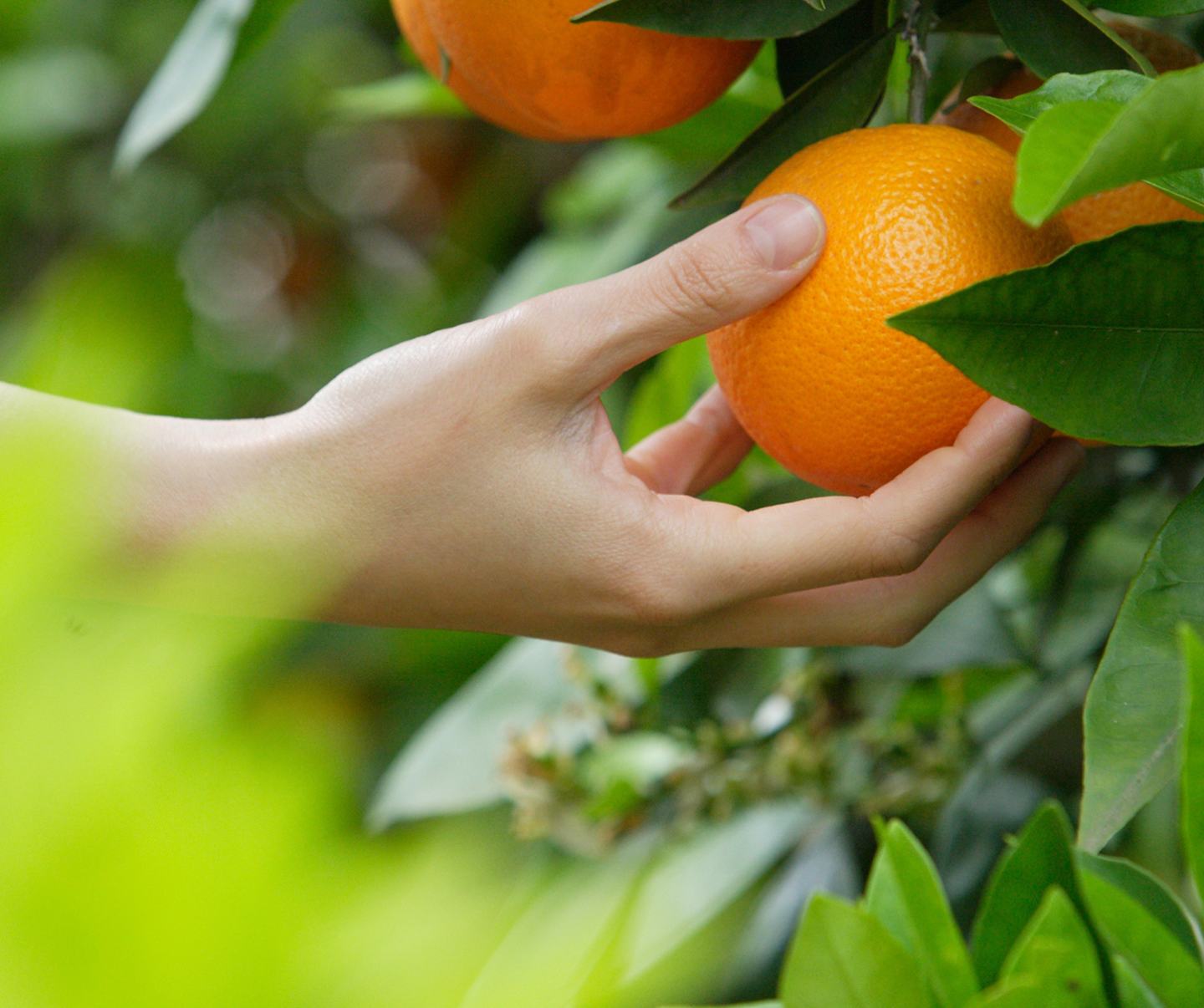 Hand grabbing orange from tree