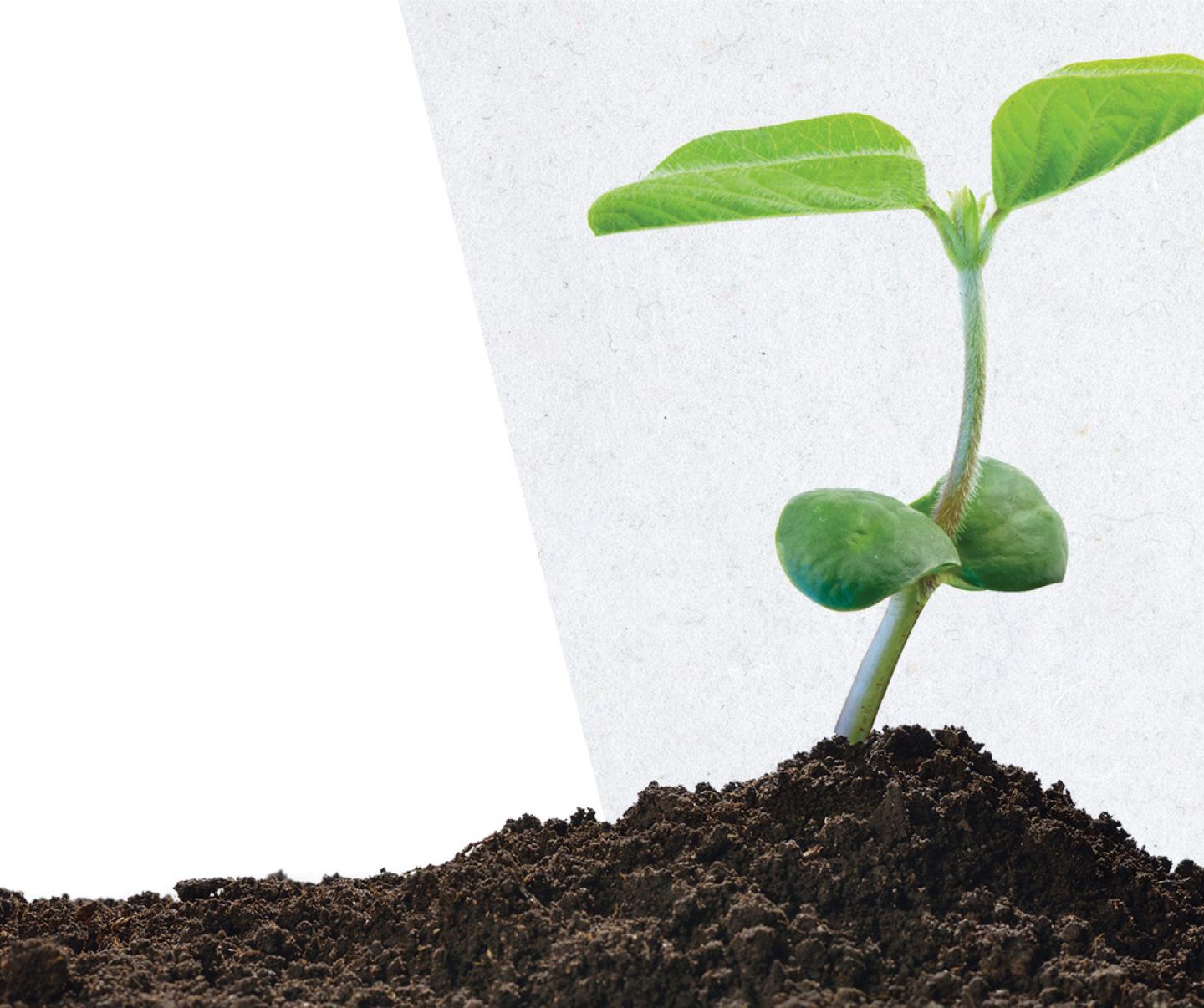 Seedling in dirt