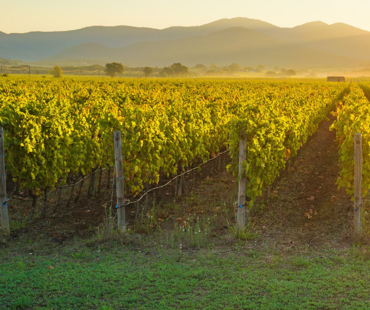 Grapevines