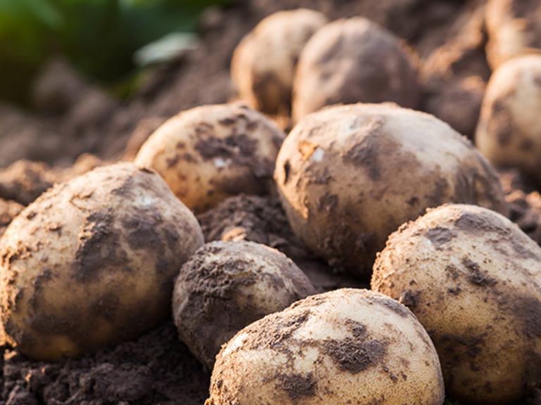 Potato