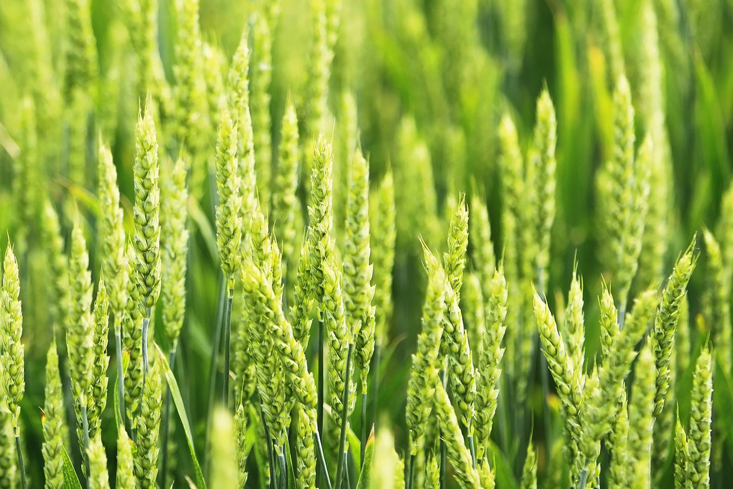 Winter Wheat