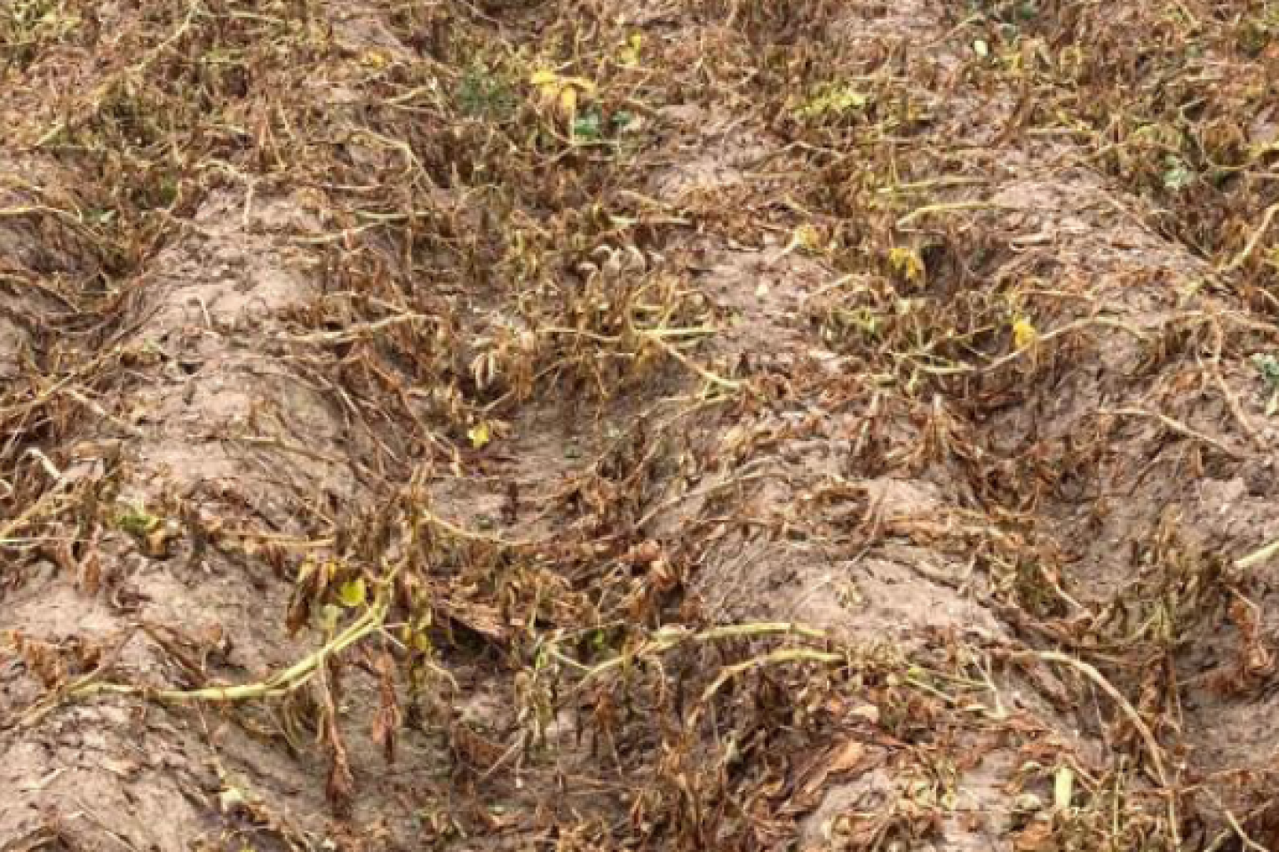Dessicated potato field Haulm 