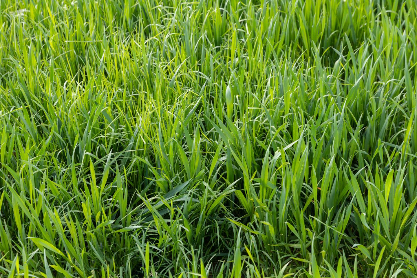 ryegrass untreated
