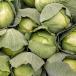 Cabbage