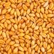 Wheat