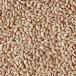 Close up of barley