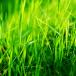 Rotational or established grassland