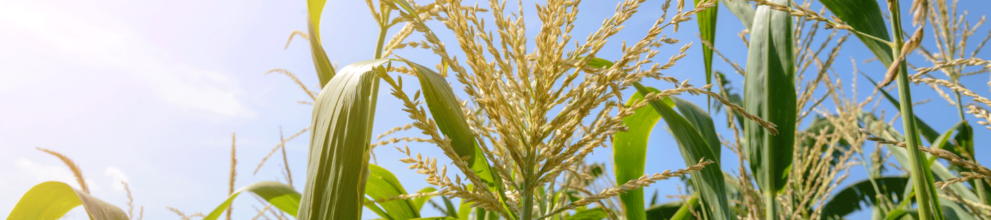 corn tassels