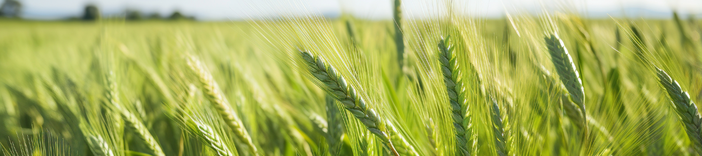 WHEAT