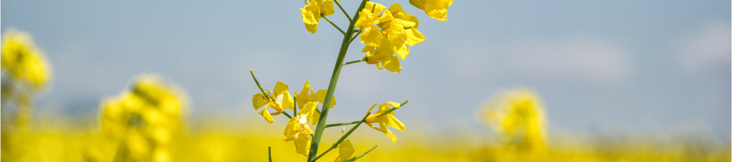 OSR