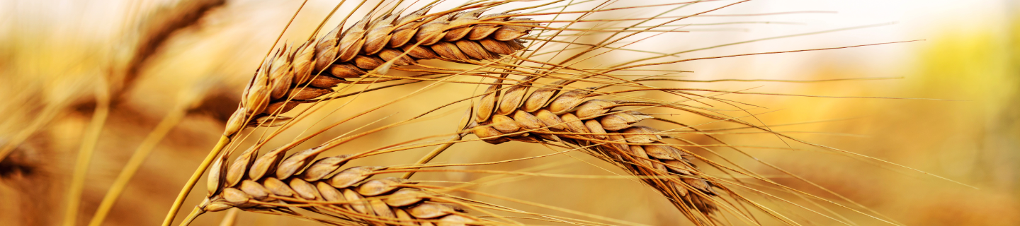 WHEAT