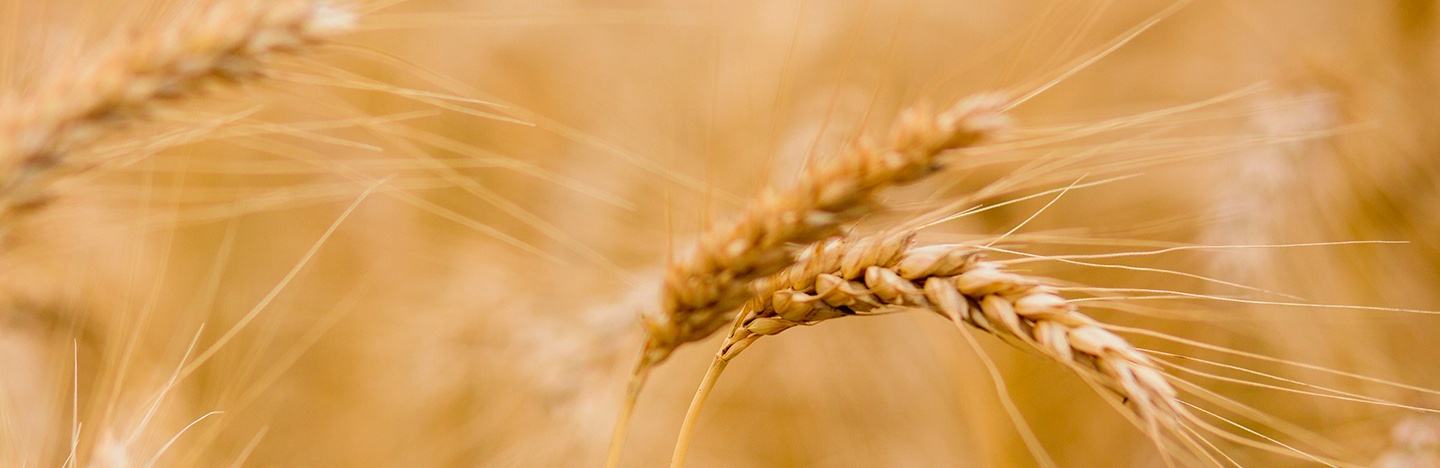 wheat