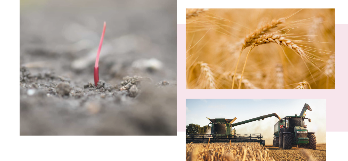 Isoflex collage